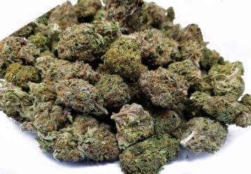 In un mercato del CBD affollato e rumoroso, Weedzard ha sviluppato la sua salsa speciale: un mix di qualità premium, sostenibilità e fiducia da parte dei nostri clienti, che crea un'esperienza cannabica facile e magica. Molto più di un semplice negozio di CBD, Weedzard sta diventando la scelta preferita per prodotti di alta qualità, completamente naturali e selezionati per un ottimo rapporto qualità-prezzo.
