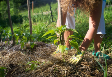 Chaque jardinier rêve d'un potager abondant et productif, rempli de fruits et légumes savoureux cultivés de ses propres mains. Réaliser ce rêve exige bien plus que l'espoir cela demande une connaissance approfondie des bonnes pratiques et, surtout, le choix des semences appropriées. Vilmorin Jardin Vilmorin possède depuis plus d'un siècle l'expertise nécessaire pour transformer ce rêve en réalité tangible. Les secrets de la maison résident dans une sélection minutieuse et une compréhension profonde des besoins des cultures potagères. Cette accumulation de savoir-faire génération après génération fait de Vilmorin un allié incontournable des jardins réussis.