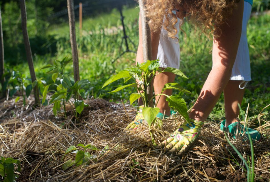Chaque jardinier rêve d'un potager abondant et productif, rempli de fruits et légumes savoureux cultivés de ses propres mains. Réaliser ce rêve exige bien plus que l'espoir cela demande une connaissance approfondie des bonnes pratiques et, surtout, le choix des semences appropriées. Vilmorin Jardin Vilmorin possède depuis plus d'un siècle l'expertise nécessaire pour transformer ce rêve en réalité tangible. Les secrets de la maison résident dans une sélection minutieuse et une compréhension profonde des besoins des cultures potagères. Cette accumulation de savoir-faire génération après génération fait de Vilmorin un allié incontournable des jardins réussis.