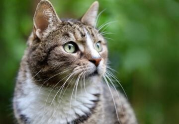 Bij Figo geloven we dat huisdieren meer zijn dan alleen dieren; ze zijn familie. Vanaf het eerste kwispelen van de staart of het zachte spinnen dat u troost, is de band tussen u en uw huisdier iets heel bijzonders. Huisdieren zijn er voor je door dik en dun en bieden onvoorwaardelijke liefde en gezelschap. Ze brengen vreugde, comfort en warmte in je leven, dus het is niet meer dan normaal dat we ze in ruil daarvoor de beste zorg willen geven. Daarom doet Figo er alles aan om ervoor te zorgen dat uw huisdier gedurende zijn hele leven de beste medische zorg krijgt.