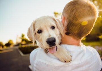 In the heart of every pet owner lies a deep-rooted desire to provide the best possible care for their beloved companions. Enter PetLabCo, a United Kingdom brand dedicated to pioneering solutions for your furry friend's wellbeing. With a commitment to innovation, quality, and pet-centric care, PetLabCo has emerged as a trusted partner in the journey to ensure the health and happiness of your four-legged family members. Join us as we explore how PetLabCo is revolutionizing pet care and enhancing the lives of pets and their owners across the nation.