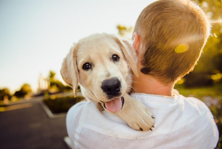 In the heart of every pet owner lies a deep-rooted desire to provide the best possible care for their beloved companions. Enter PetLabCo, a United Kingdom brand dedicated to pioneering solutions for your furry friend's wellbeing. With a commitment to innovation, quality, and pet-centric care, PetLabCo has emerged as a trusted partner in the journey to ensure the health and happiness of your four-legged family members. Join us as we explore how PetLabCo is revolutionizing pet care and enhancing the lives of pets and their owners across the nation.