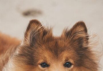 Nel cuore dell'Italia, un marchio pionieristico nella cura degli animali domestici, Bauzaar, sta ridefinendo cosa significa provvedere ai nostri amici pelosi. Con un'etica incentrata sul benessere completo degli animali, Bauzaar va oltre il tradizionale modello di fornitura di animali domestici per offrire un approccio integrato che soddisfa le esigenze olistiche degli animali domestici. Questo articolo esplora come le strategie innovative di Bauzaar stanno trasformando il settore della cura degli animali domestici e migliorando la vita degli animali domestici e dei loro proprietari.