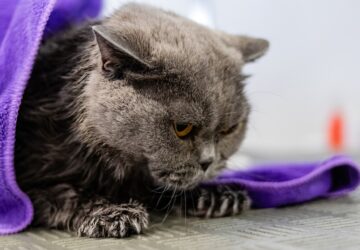 Als huisdiereigenaren streven we er allemaal naar om het beste te bieden voor onze harige vrienden, of het nu gaat om voedzaam eten, regelmatige dierenartsbezoeken of extra liefde en aandacht. Maar hoeveel we ook voor ze zorgen, er kunnen zich onverwachte gezondheidsproblemen voordoen. Dat is waar FIGO Huisdierenverzekering in beeld komt, met een frisse en innovatieve aanpak om ervoor te zorgen dat uw huisdieren de beste zorg krijgen, zonder de last van dure rekeningen. FIGO, gevestigd in Nederland, transformeert het landschap van huisdierenverzekeringen en brengt een revolutie teweeg in de manier waarop huisdierenzorg in de moderne wereld wordt benaderd.