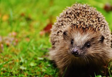 In unserer schnelllebigen Welt beginnt die Verbindung zur Natur zu Hause. Ob Sie auf dem Land oder in der Stadt leben, Wildtiere in Ihrem Garten oder auf Ihrem Balkon willkommen zu heißen, ist eine einfache und effektive Möglichkeit, die Artenvielfalt zu fördern. Für uns bei Vivara ist der Schutz der Natur eine Lebenseinstellung. Deshalb bieten wir eine Reihe von fachmännisch entwickelten Produkten an, wie zum Beispiel unsere speziellen Nist- und Bruthabitate, die Ihnen helfen, das ganze Jahr über einen sicheren, behaglichen Lebensraum für Vögel zu schaffen.