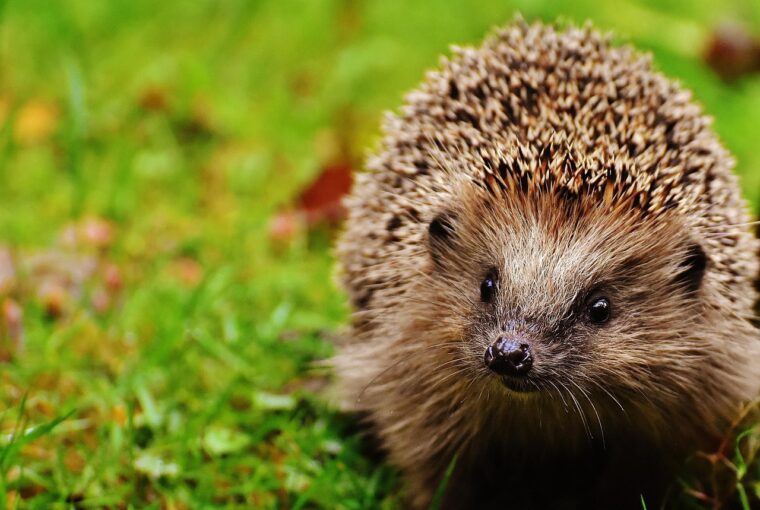 In unserer schnelllebigen Welt beginnt die Verbindung zur Natur zu Hause. Ob Sie auf dem Land oder in der Stadt leben, Wildtiere in Ihrem Garten oder auf Ihrem Balkon willkommen zu heißen, ist eine einfache und effektive Möglichkeit, die Artenvielfalt zu fördern. Für uns bei Vivara ist der Schutz der Natur eine Lebenseinstellung. Deshalb bieten wir eine Reihe von fachmännisch entwickelten Produkten an, wie zum Beispiel unsere speziellen Nist- und Bruthabitate, die Ihnen helfen, das ganze Jahr über einen sicheren, behaglichen Lebensraum für Vögel zu schaffen.