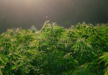 LUCKYHEMP® – WELTWEIT FÜHREND FÜR HANFPRODUKTE. In einer Welt, in der natürliche Gesundheit wichtiger denn je ist, ist LUCKYHEMP® Vorreiter einer grünen Welle – und bietet mehr als nur CBD-Produkte. Die Wurzel dieser Revolution ist etwas Einfaches, aber Wirksames: der CBD-Samen. Entstanden aus traditionellen Wurzeln nachhaltiger Landwirtschaft und der Liebe zu pflanzlicher Heilkunst, lässt Lucky Hemp Sie Samen für Samen zur Natur und zu sich selbst zurückkehren.