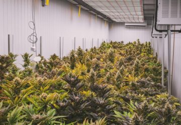 Für Gartenfreunde und Cannabisanbauer kann es manchmal eine Herausforderung sein, hochwertige Samen zu finden, die sowohl zuverlässig als auch leicht zu beschaffen sind. Egal, ob Sie Hanf für den Eigenbedarf, medizinische Zwecke oder einfach nur zum Vergnügen des Anbaus anbauen, Sie möchten Samen, die Erfolg garantieren und problemlos geliefert werden. SeedKitty, ein vertrauenswürdiger Lieferant mit Sitz in Deutschland, erfüllt diese Anforderungen, indem er erstklassige Hanf- und Cannabissamen anbietet, die nicht nur Qualität, sondern auch Komfort gewährleisten. Bei SeedKitty können Sie sich auf eine schnelle Lieferung, eine 100-prozentige Keimgarantie und eine sorgenfreie Bestellung verlassen – direkt innerhalb Deutschlands. So macht SeedKitty den Kauf von Cannabissamen für Anbauer einfacher, sicherer und effizienter.