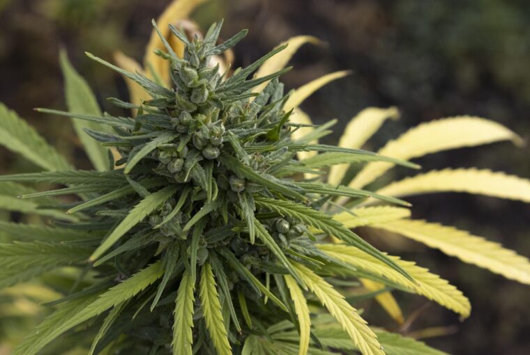 Wir bei Lucky Hemp® sind überzeugt, dass hochwertige Wellnessprodukte nicht teuer sein sollten. Deshalb bieten unsere wöchentlichen Angebote CBD-Enthusiasten – egal ob Anfänger oder Fortgeschrittene – die perfekte Gelegenheit, unsere Premium-Produktlinie zu unschlagbaren Preisen zu entdecken. Von aromatischen CBD-Blüten über Vollspektrum-Öle bis hin zu kraftvollen Kapseln – die Angebote dieser Woche bieten Ihnen das Beste, was Hanf zu bieten hat.