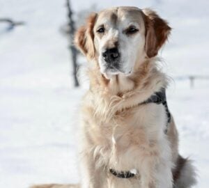 Pour les maîtres d'animaux, quitter la maison est parfois le moment le plus difficile de la journée. Que ce soit pour aller au travail, faire des courses ou voyager, une question demeure : mon animal va-t-il bien ? Furbo a été créé pour répondre à cette question : instantanément, intelligemment et en toute sérénité. Bien plus qu'une simple caméra, Furbo est le compagnon pour animaux le plus intelligent, doté d'une intelligence artificielle, conçu pour assurer la sécurité, le bonheur et le lien avec vos animaux, où que vous soyez.