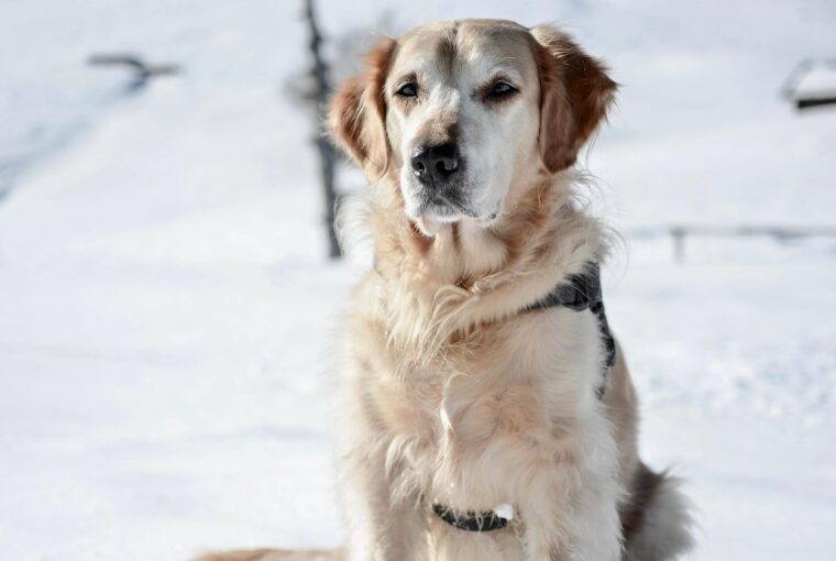 Pour les maîtres d'animaux, quitter la maison est parfois le moment le plus difficile de la journée. Que ce soit pour aller au travail, faire des courses ou voyager, une question demeure : mon animal va-t-il bien ? Furbo a été créé pour répondre à cette question : instantanément, intelligemment et en toute sérénité. Bien plus qu'une simple caméra, Furbo est le compagnon pour animaux le plus intelligent, doté d'une intelligence artificielle, conçu pour assurer la sécurité, le bonheur et le lien avec vos animaux, où que vous soyez.