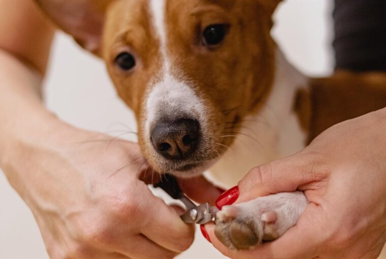 Nei lussureggianti paesaggi italiani, dove moda e innovazione si intrecciano, Canegatto emerge come un faro di creatività e cura nel settore degli animali domestici. Rinomato per il suo impegno verso la qualità e il design innovativo, Canegatto ha rivoluzionato il modo in cui i proprietari di animali domestici si prendono cura dei loro amici a quattro zampe, fondendo l'artigianato italiano con soluzioni rivoluzionarie per la cura degli animali.