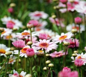 In a bustling city like London, finding a peaceful green space can feel like a luxury. Whether you have a spacious garden, a compact balcony, or simply a love for plants, creating your own outdoor sanctuary is more achievable than ever especially with the support of The Boma Garden Centre. Known for its quality products, expert guidance, and customer-focused services, Boma has become a trusted destination for gardening enthusiasts across London.