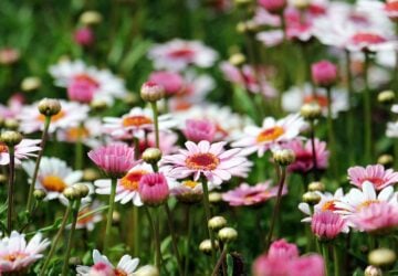 In a bustling city like London, finding a peaceful green space can feel like a luxury. Whether you have a spacious garden, a compact balcony, or simply a love for plants, creating your own outdoor sanctuary is more achievable than ever especially with the support of The Boma Garden Centre. Known for its quality products, expert guidance, and customer-focused services, Boma has become a trusted destination for gardening enthusiasts across London.