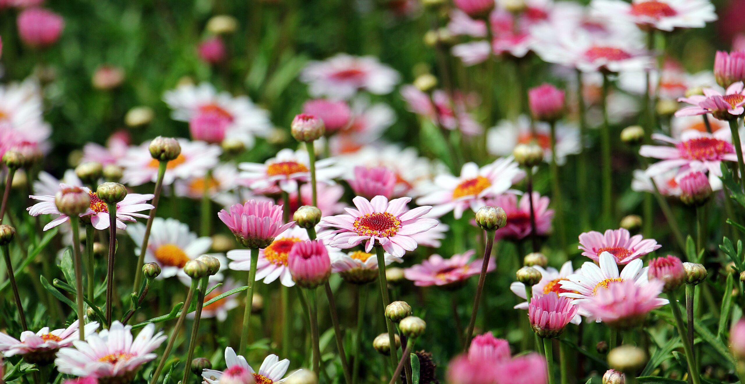 In a bustling city like London, finding a peaceful green space can feel like a luxury. Whether you have a spacious garden, a compact balcony, or simply a love for plants, creating your own outdoor sanctuary is more achievable than ever especially with the support of The Boma Garden Centre. Known for its quality products, expert guidance, and customer-focused services, Boma has become a trusted destination for gardening enthusiasts across London.