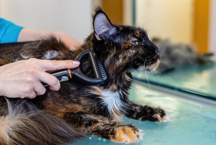 In der heutigen Welt, in der Tierhalter für ihre Tiere das gleiche Maß an Pflege und wissenschaftlicher Expertise erwarten wie für sich selbst, setzt eine Marke neue Maßstäbe. VetExpert, ein vertrauenswürdiger Name in der Veterinärmedizin und im Tierwohl, ist in ganz Europa – und nun zunehmend auch in Österreich – führend in der evidenzbasierten Tierpflege. VetExpert ist mehr als nur ein weiteres Unternehmen für Heimtierprodukte. Es agiert an der Schnittstelle von klinischer Forschung, veterinärmedizinischer Expertise und Innovation und bietet hochwertige Nahrungsergänzungsmittel, Diagnostika und Dermokosmetika, bei denen das Tierwohl an erster Stelle steht.