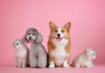 In het steeds evoluerende landschap van de dierenverzorging komt het in Nederland gevestigde bedrijf Just Russel naar voren als een game-changer, die de manier transformeert waarop huisdiereigenaren hun geliefde dieren voeden. Met een focus op op maat gemaakte, op abonnementen gebaseerde maaltijdplannen, voert Just Russel niet alleen huisdieren; het zorgt ervoor dat ze gedijen met diëten die specifiek zijn ontworpen voor hun individuele gezondheidsbehoeften, smaak en levensstijl.