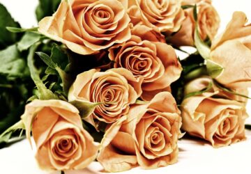 In the vibrant landscape of the United Kingdom's e-commerce sector, one name that stands out distinctly in the floral industry is Serenata Flowers. Renowned for its innovative approach to online flower delivery, Serenata Flowers has transformed the traditional act of gifting blooms into a seamless, digital experience that resonates with the modern consumer. This article delves into how Serenata Flowers has blossomed into a leader in the online floral market, leveraging technology and creativity to spread joy and connection across the UK.