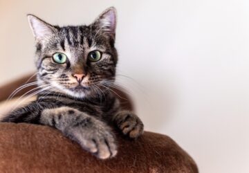 Come amante dei gatti, sai che il tuo amico peloso è più di un semplice animale domestico: è un membro della famiglia. Che si accoccoli in grembo, rincorra un giocattolo o si riposi in un raggio di sole, il tuo gatto merita solo il meglio. È qui che entra in gioco Gatto Con Personalità, offrendo prodotti per la cura di alta qualità che ti aiutano a dare al tuo gatto la migliore vita, salute e felicità.